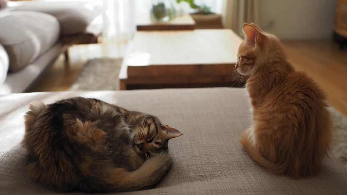chats sur un canapé_edited.jpg